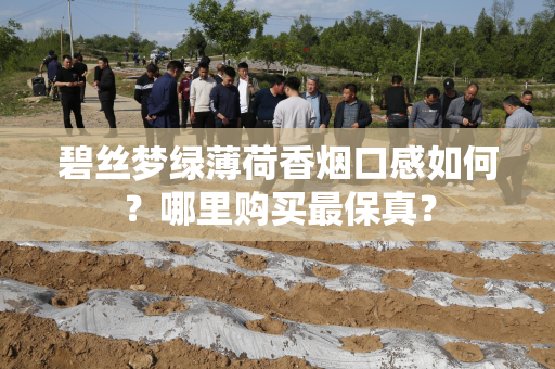 碧丝梦绿薄荷香烟口感如何？哪里购买最保真？